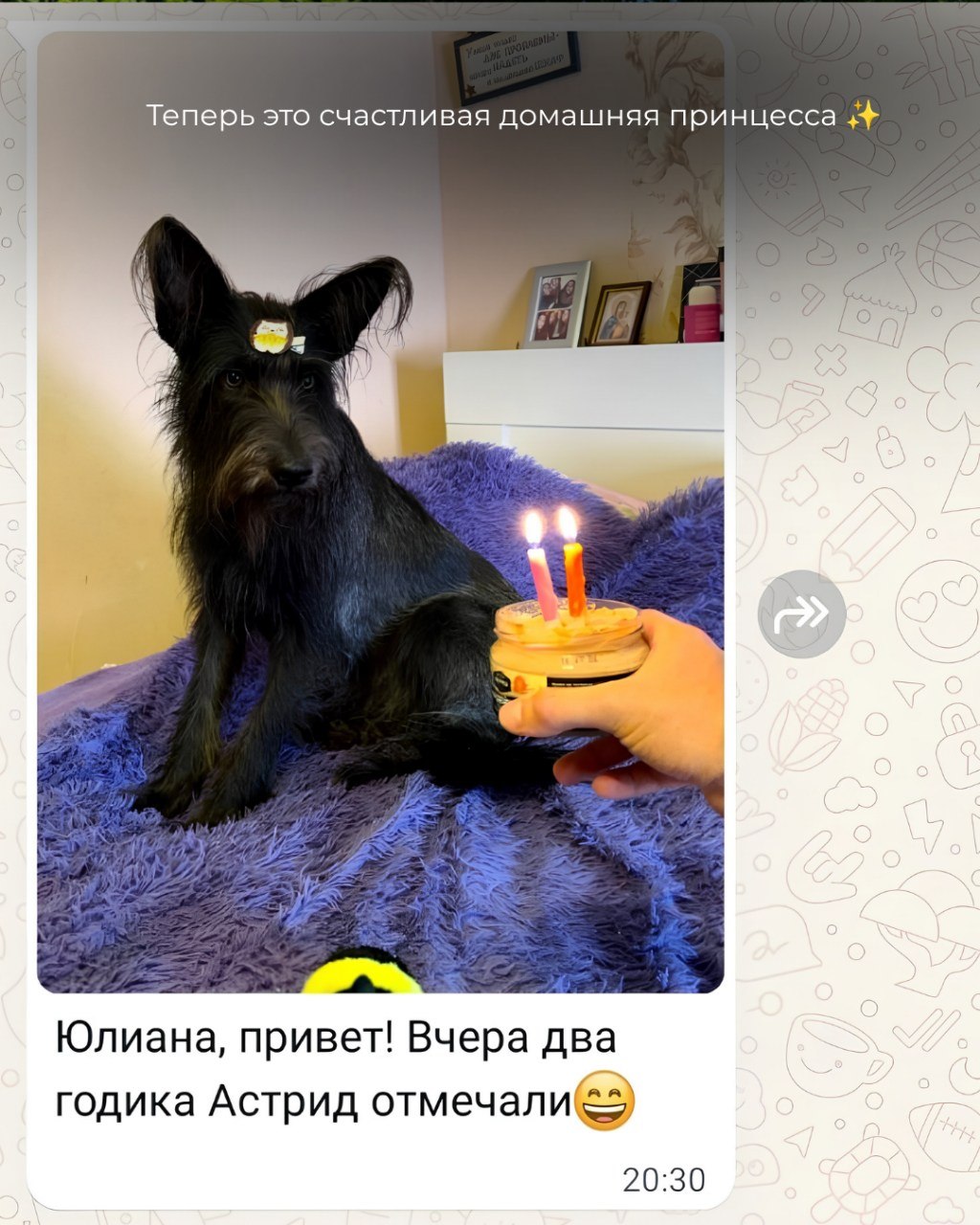 Чёрная собака отдыхает в уютном доме